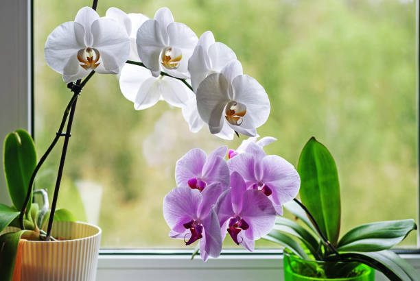 istock orchids blooming in flower pots on window sill 1277038327