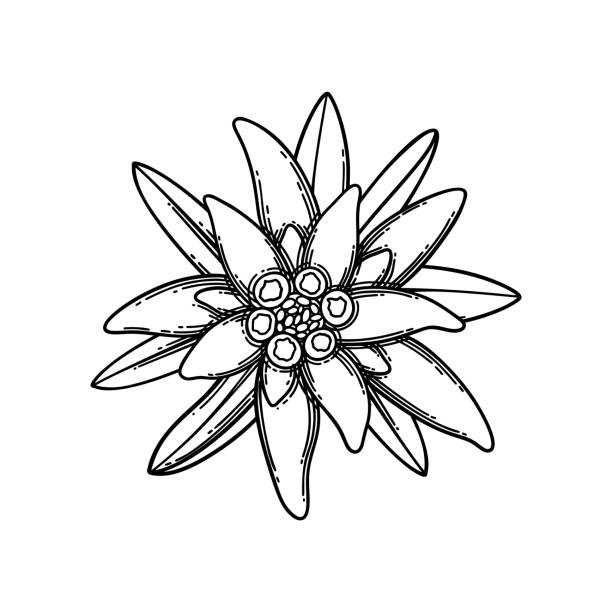 エーデルワイスの花と葉で作られたグラフィックビネット。 - healthy eating botany drawing pattern点のイラスト素材／クリップアート素材／マンガ素材／アイコン素材