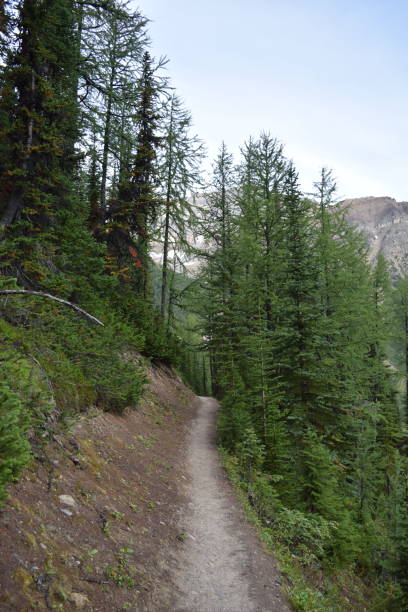 istock Banff National Park Trail (ph3) 1277041791