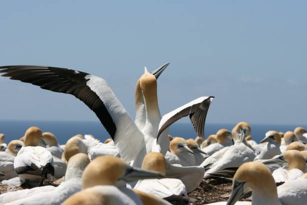 istock Australasian Gannet Colony Australian 1277042584