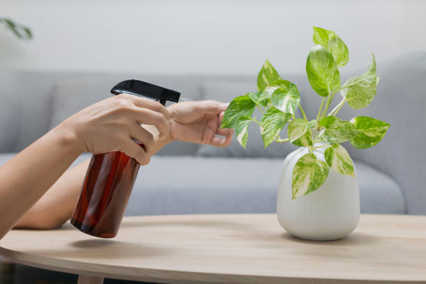 Spraying Liquid fertilizer the foliar feeding on the golden The woman is spraying Liquid fertilizer the foliar feeding on the golden pothos on the wooden table in the living room. The Epipremnum aureum in a white ceramic vase on the wood table in the minimalist room style aquatic plant stock pictures, royalty-free photos & images