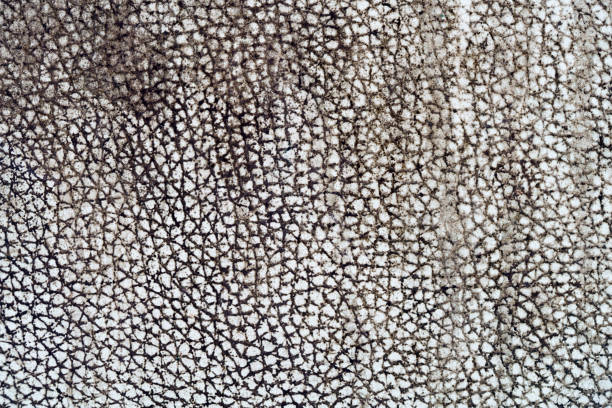 istock texture of dirty leather 1277042963