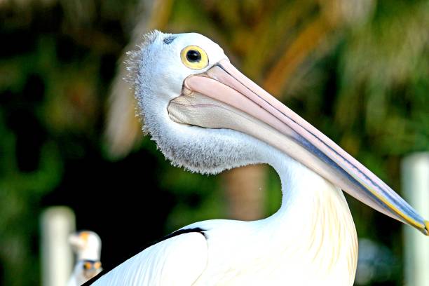 istock Pelicans and Cormorants 1277044506