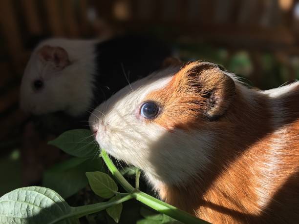 istock cute guinea pigs 1277044759