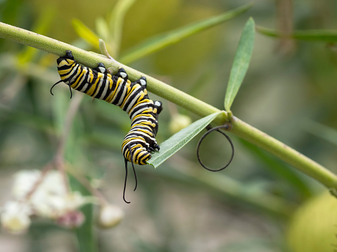 Caterpillar Monarch on milkweed plant in late Summer.