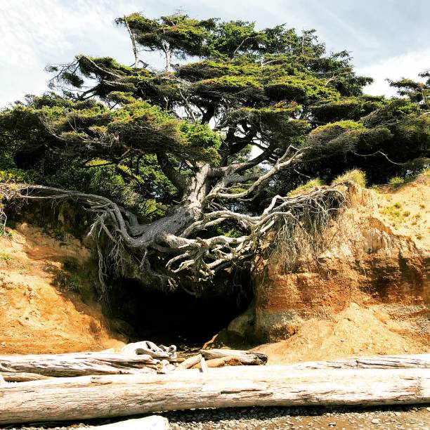 istock Miracle tree - Kalaloch Tree of Life 1277048073