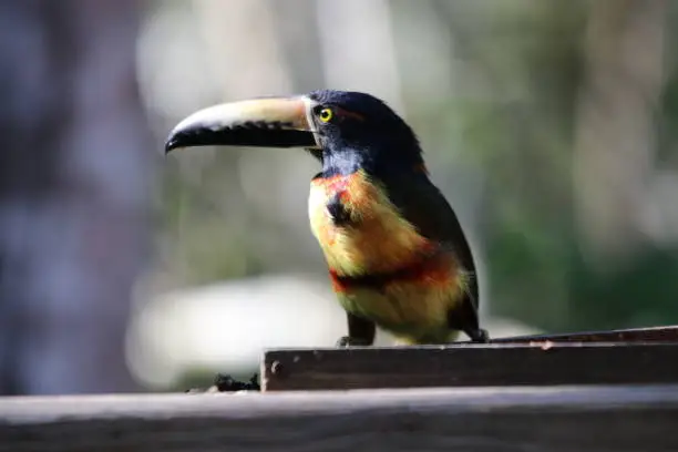 The collared aracari (Pteroglossus torquatus) is a toucan, a near-passerine bird and these were taken of wild birds in Central America.