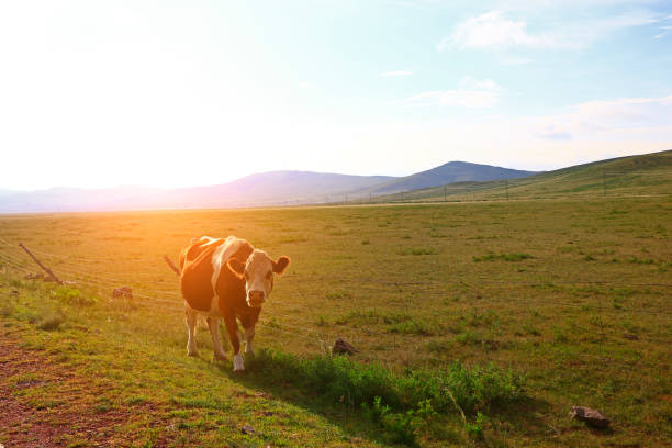 istock The cattle are eating grass on the grassland 1277048154