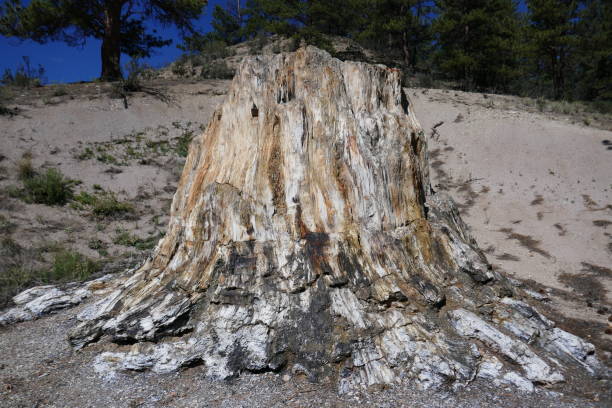 istock Ancient petrified wood tree stump at historic site 1277051078