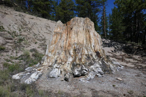 istock Natural geologic history site with ancient petrified wood tree stump 1277051096