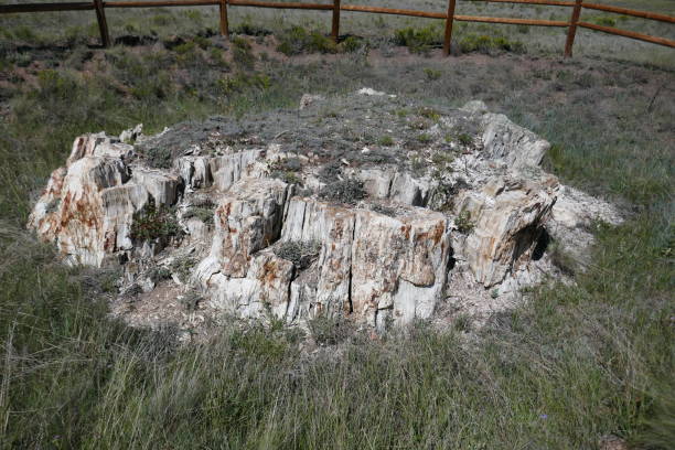 istock Petrified ancient tree stump in natural park 1277051116