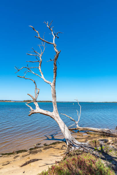 Dead tree on the foreshore of Mandurah estuary