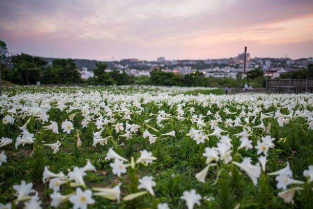 During the spring/summer time there are lots of Lily flowers are in bloom in Okinawa.