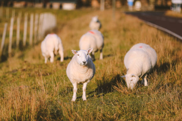istock Sheep in the pasture 1277056003