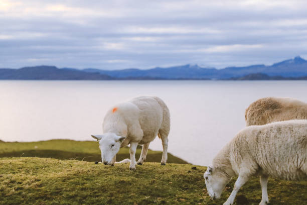 istock Sheep in the pasture 1277056062