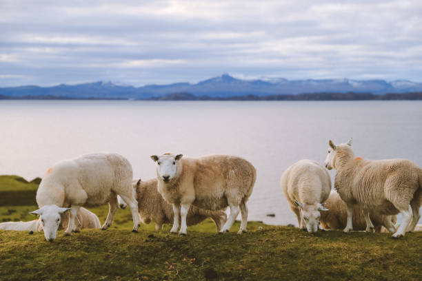 istock Sheep in the pasture 1277056090