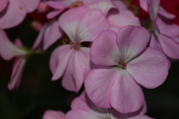 istock Close-Up of Geraniums in Blossom 1277058550