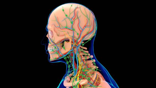 istock Human Skeleton Anatomy With Circulatory System and Lymph Nodes For medical concept 3D 1277059416