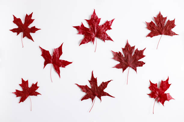 istock Maple leaves in red color on white background 1277059440