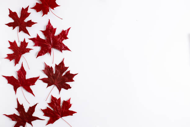 istock Maple leaves in red color on white background 1277059442