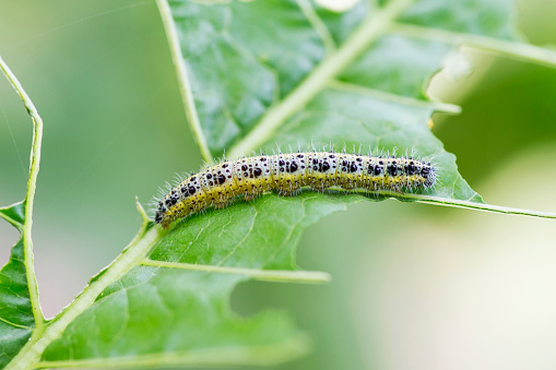 Cabbage White Caterpillar. Close up of Cabbage White Caterpillar eating holes in cabbage leaf.