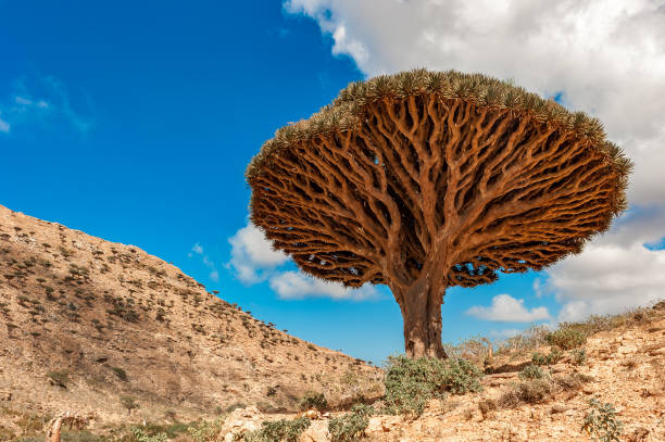 istock Dragon trees on Socotra Island, Yemen 1277060563