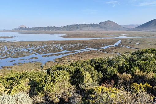 Morro Bay National Estuary, winter home to more than 250 species of birds