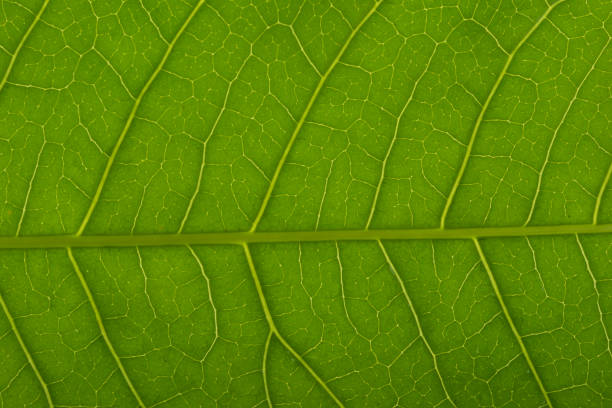 istock wild leaf flower with water drop on blue background 1277064457