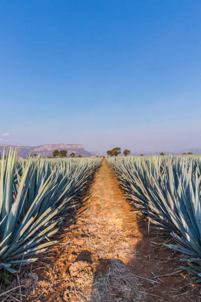 Agave tequila landscape. Agave tequila landscape near to Guadalajara, Jalisco, Mexico. blue agave photos stock pictures, royalty-free photos & images