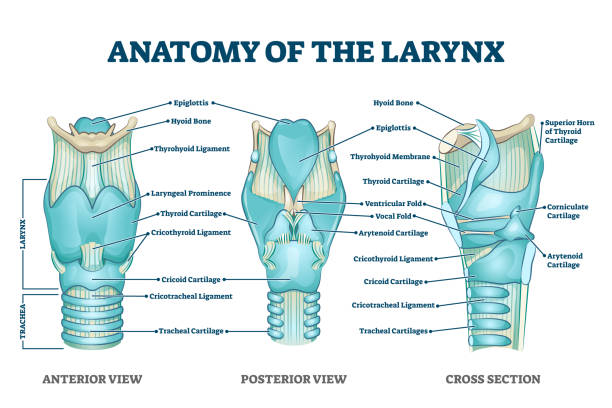 Larynx anatomy with labeled structure scheme and educational medical views Larynx anatomy with labeled structure scheme and educational medical views. Anterior, posterior and cross section examination with trachea parts vector illustration. Vocal cords housing description. larynx stock illustrations