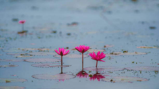 istock natural blooming red lotus flower in pond 1277066310
