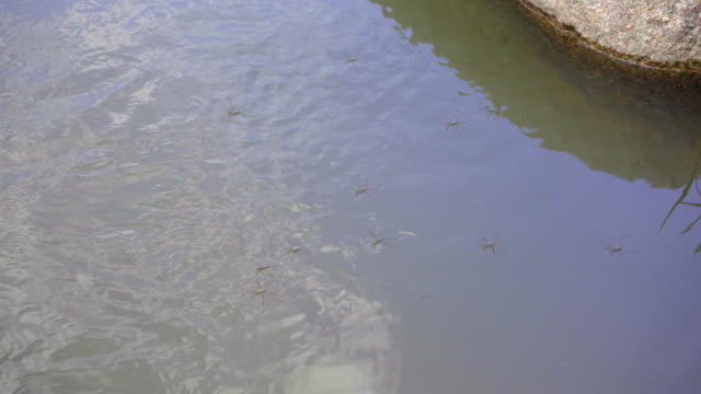 Water strider beetles on the river