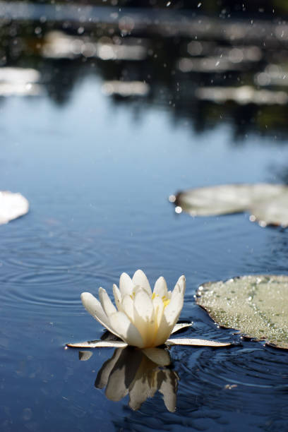 istock White water lily is reflected on the water surface of a forest lake 1277067649