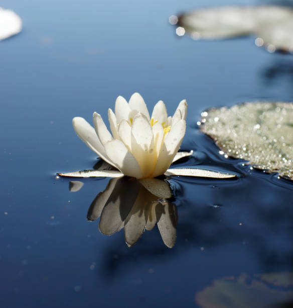 istock Beautiful white water lily is reflected in the blue lake 1277067651