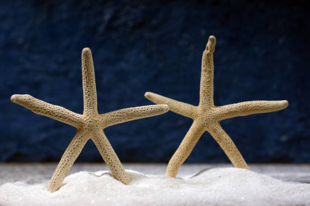 istock Two starfishes stand on a blue background in white sand marine concept 1277067659