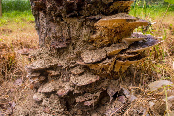 старые срезаные корни дерева с грибком - timberland plank hardwood wood стоковые фото и изображения