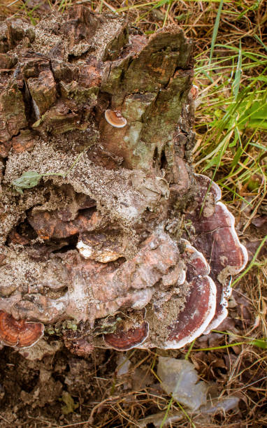 真菌と木のカット根 - timberland plank hardwood wood ストックフォトと画像