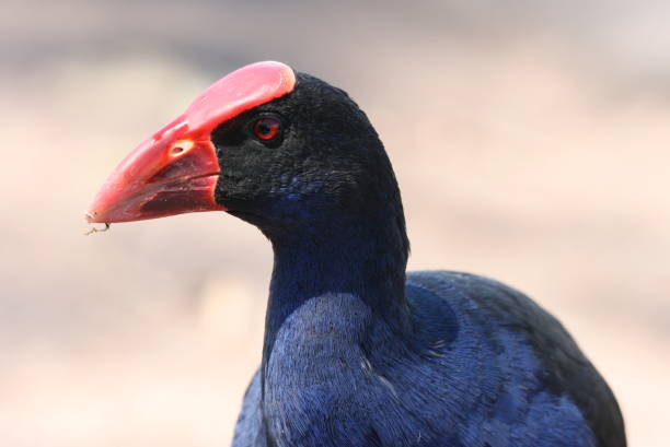 istock Prehistoric looking purple swamphen 1277070479