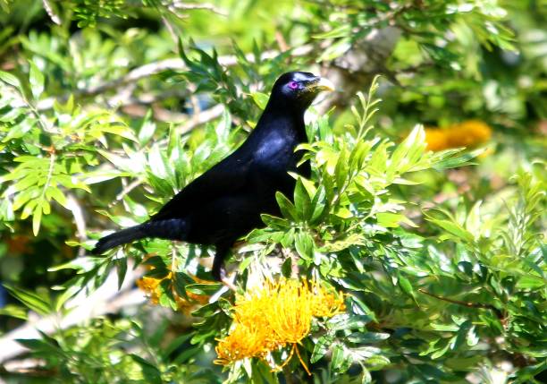 Stunning purple sheen of the satin bowerbird taken in Bunya Mountains, Australia.