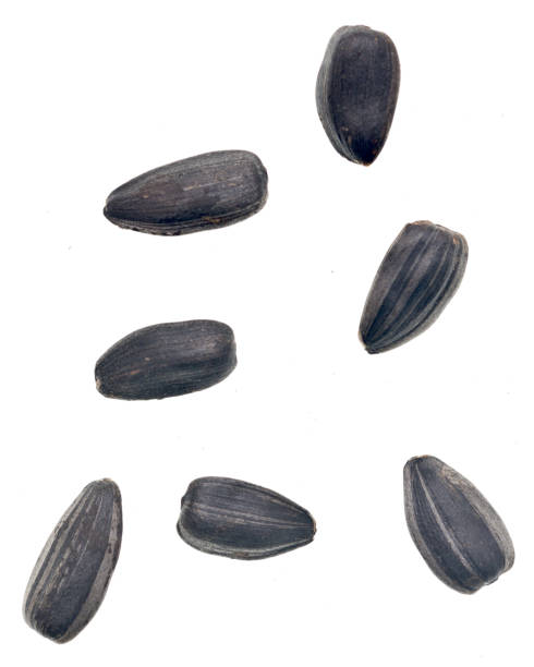 istock Sunflower seeds isolated on white background 1277071394
