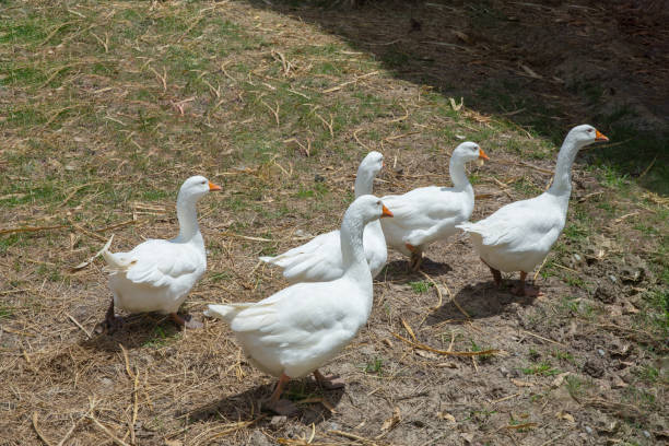 istock A flock of geese walking 1277073159