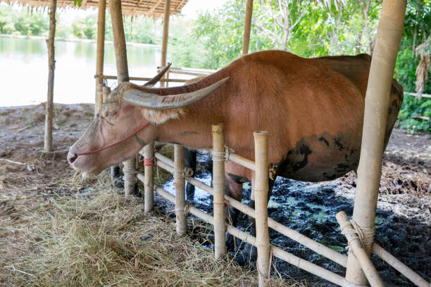 istock Thai Albino buffalo eats hay in a stall. 1277073180