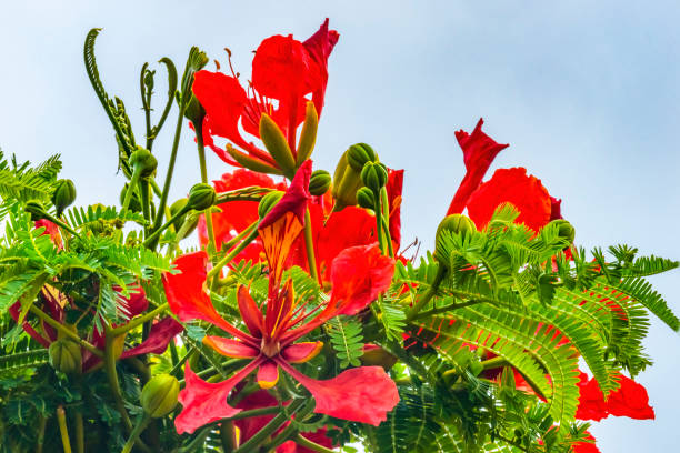istock Red Orange Tropical Flame Tree Flowers Easter Island Chile 1277073891