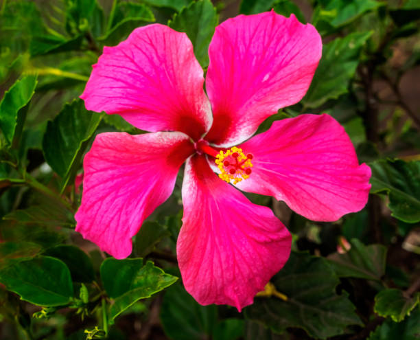 istock Red Pink Tropical Hibiscus Flowers Easter Island Chile 1277073997
