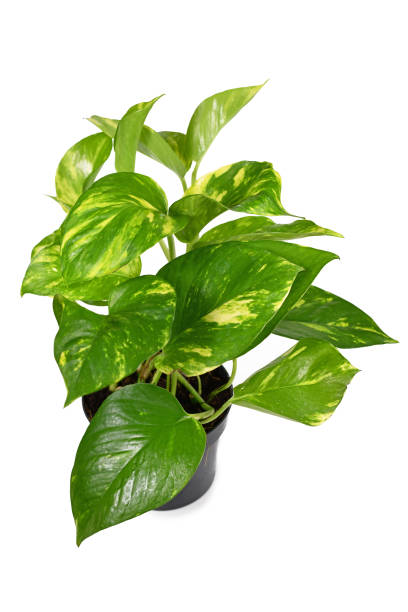istock Tropical 'Epipremnum Aureum' house plant on white background 1277074894