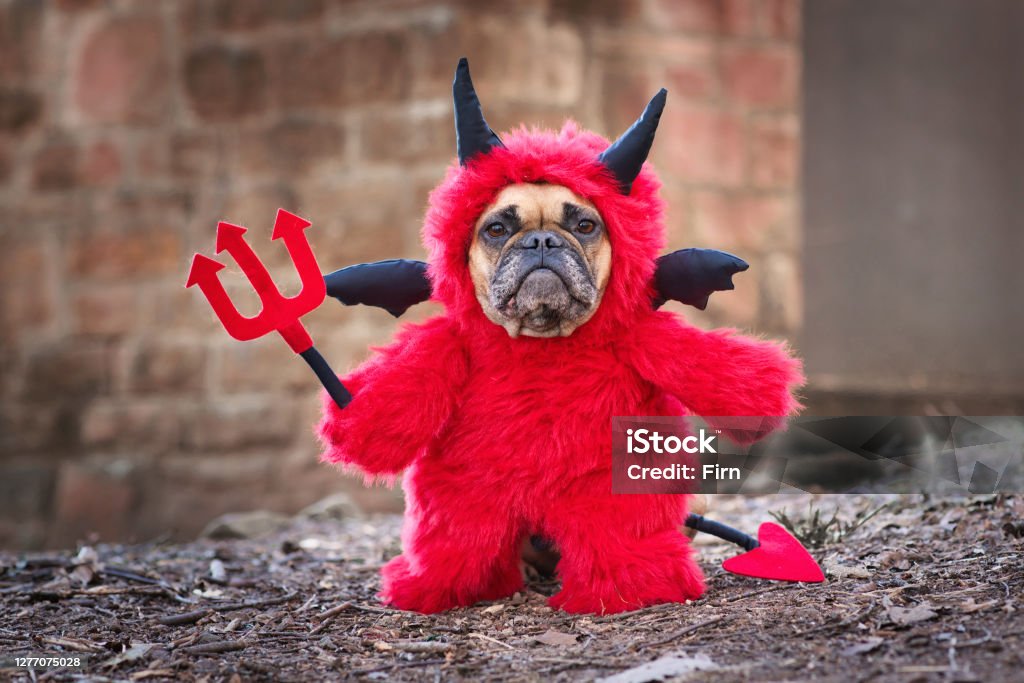 French Buldog dog with red devil costum wearing a fluffy full body suit with fake arms holding pitchfork, with devil tail, horns and black bat wings standing Fawn French Buldog dog with red devil costum wearing a homemade fluffy full body suit with fake arms holding pitchfork, with devil tail, horns and black bat wings standing in front of blurry wall Dog Stock Photo