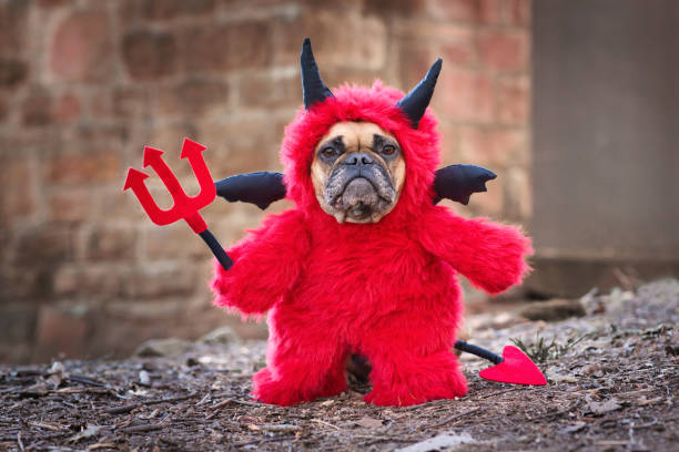 French Buldog dog with red devil costum wearing a fluffy full body suit with fake arms holding pitchfork, with devil tail, horns and black bat wings standing Fawn French Buldog dog with red devil costum wearing a homemade fluffy full body suit with fake arms holding pitchfork, with devil tail, horns and black bat wings standing in front of blurry wall costume stock pictures, royalty-free photos & images