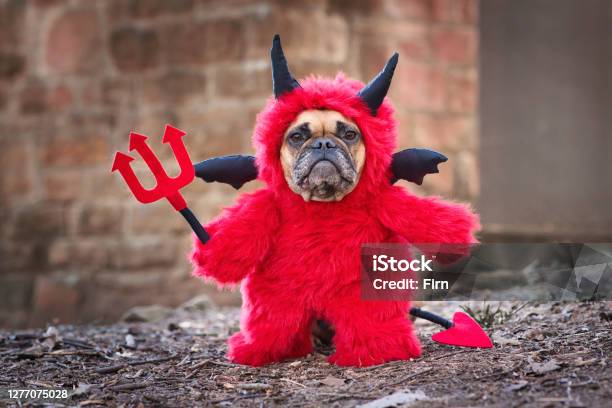 French Buldog Dog With Red Devil Costum Wearing A Fluffy Full Body Suit With Fake Arms Holding Pitchfork With Devil Tail Horns And Black Bat Wings Standing Stock Photo - Download Image Now