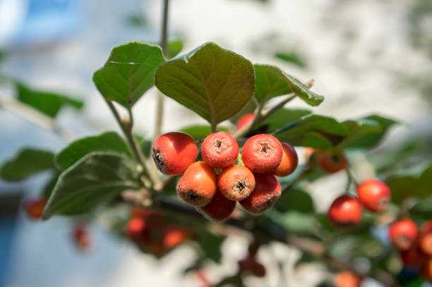 Cotoneaster integerrimus red autumn fruits and green leaves on branches, beautiful ornamental shrub common cotoneaster during the fall season