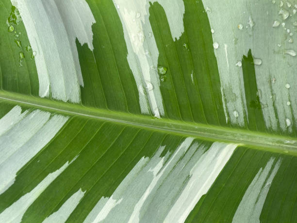 istock banana spotted white and green leaves 1277075945
